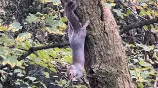 Squirrel Spotting in the Woods | Calm Winter Nature Walk | 4K