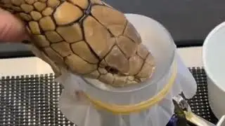 King Cobra and pacer venom extraction to make antivenom medicine in the laboratory  | new status