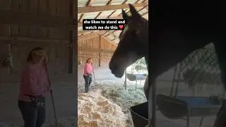 Morgan Horse Watching Me Work ❤️#shorts