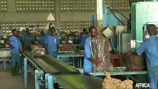 Côte d’Ivoire - Caoutchouc : les capacités de la SAPH passent à 1,4 million de tonnes