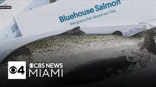 Salmon farming in South Florida? It's happening in Homestead