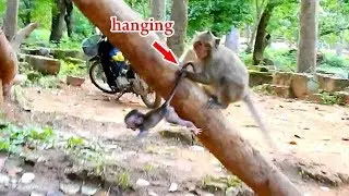 Pitiful baby Daniela | Daniela got weakness by DeeDee drag | DeeDee hangs Daniela's tail up tree