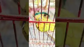 talk to my birds #entertainment #funnypets #birds #funny talk#shorts#birdslove#healthy budgies 🦜