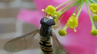 Hoverflies