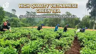 HIGH QUALITY VIETNAMESE GREEN TEA &ndash; YOUR RELIABLE IMPORT SOURCE IN ASIA | UNIQUE TEA