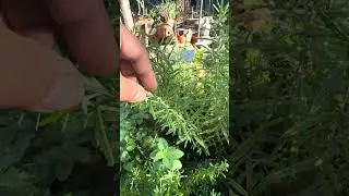The Right Time to Harvest Herbs #rosemary #basil #gardentotable #herbal #homesteading