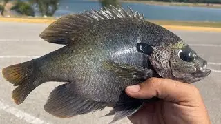 🐟MONSTER Bluegills🐟