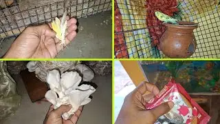 Achanak Budige Bimar jaisa lag raha hai pankh nikal geya | Pets Vlogs | Love Birds | Daily Routine 