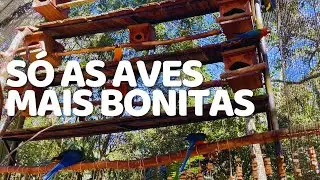 um belo de um passeio no parque das aves | foz do iguaçu - ep. 03