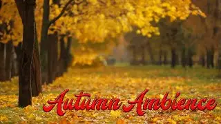 Autumn Forest Stillness / Birds Singing