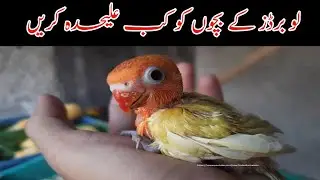 how to separate love birds chicks