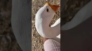 🦢☀️ Eva the Goose Wants Morning Cuddle 🤗 | The Swan of Geese #WhiteGooseLove #PetGeese