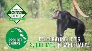 Project Chimps celebrates Leo's 2000 days in sanctuary!