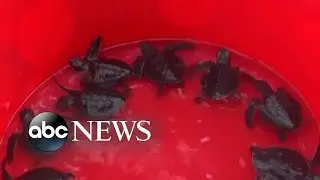 Critically endangered turtle hatchlings released in Indonesia