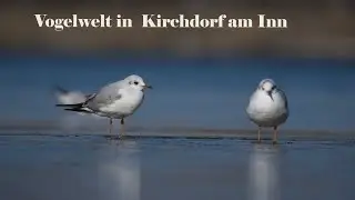 Vogelwelt in Kirchdorf am Inn