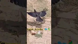 Save birds 🐦🐤🦚#shorts  #viral #trending #motivation #birds #ytshorts