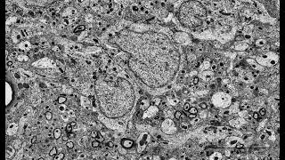 Multimedia 10. Columnar Spacelapse Video Displays Pervasive SCN Neuronal Soma-Soma Ephapses.