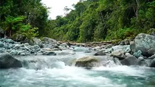 LIVE: Water Stream Serenity | 10 Hours Background for Focus