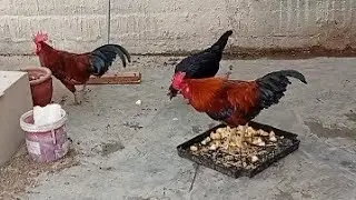 Adorable rooster crowing sound in the morning | beautiful hens 🐓🐔 #birds 