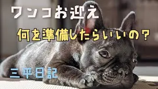 フレンチブルドッグ 「三平日記」 第１話　犬、飼います（準備編）【子犬を迎える方必見】フレンチブルドッグの子犬を迎え入れる時、何が必要か簡単にご紹介します。〈French　bulldog〉