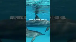 Animals With Dark Secrets