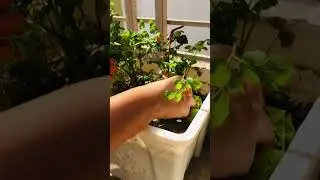 Growing/ harvesting coriander/cilantro at home🌿🌿 #gardening #homemade  #gardening  #viral#viral