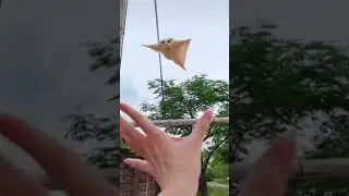 flying squirrel  cute sugar glider  flying and landing in hand #shorts