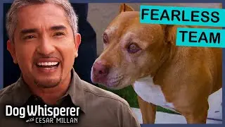 Cesar And Daddy VS Their TOUGHEST Cases! | Dog Whisperer with Cesar Millan