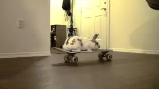 &Ntilde;uquis, a cool rabbit skateboarding