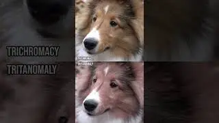 How do those with colour blindness perceive a Sheltie?#Shorts #ColourBlind #ColorBlind