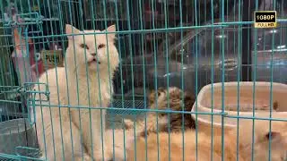 Pet Store & Spa #pets #petlover #persiancat #catfood #drools #petshop #petshop #petspa #dog #fish 