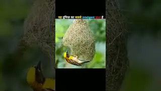 inteligent bird #facts #amanzingfacts #shortvideos #kirafact