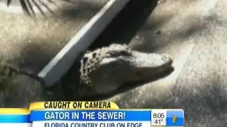Caught On Camera Alligator In Street Drain Sarasota FL.