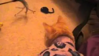 Frosty the Frozen Kitten - Morning Play time
