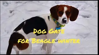 DIY Dog Door and Bridge: Free Access to the Backyard in Snowy Weather! 