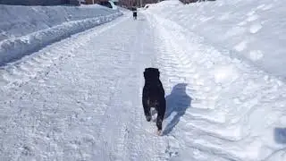 Puppy of CAS - male Jangal/ Жангал - сын Саги Дахмарда в 52 дня!