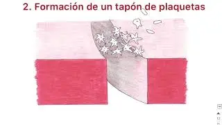 Te explico la hemostasis en 5 min