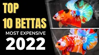 Top 10 Bettas MULTICOLOR Đắt Nhất, Đỉnh Nhất của Betta Quang Nguyễn Đầu Năm 2022 [P1]