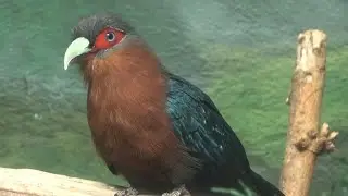 Chestnut-breasted Malkoha, Bronx Zoo, New York