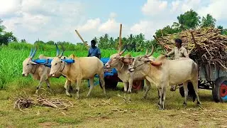 new bullock cart ride | new bullock cart race | new bullock cart video | cow farming | bullock media