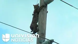 El gato montés que vigilaba la autopista en Florida desde lo alto de un poste eléctrico