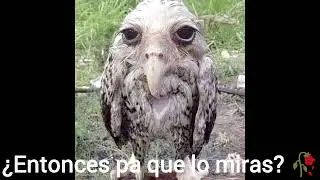 Comentarios est&uacute;pidos en videos de chicken gun #1🥀 (idea prestada de rojo)