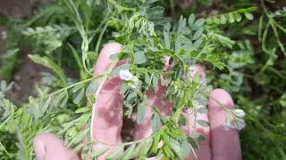 EVALUATE THE GENETIC VARIABILITY OF SOME SYRIAN LENTIL VARIETIES  WHILE USING VERMICOMPOST