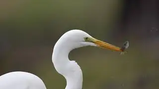 Great Egret 4k