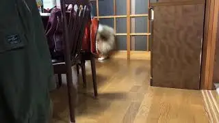 今日はちょっと皆さんにOBAKA映像を見てもらいます