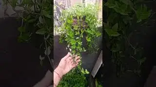 #gardening #turtle #diypot #bestoutofwaste