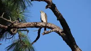 Cooper's Hawk hunting