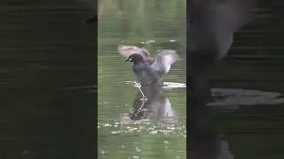 Little grebe bird #nature #youtubeshorts