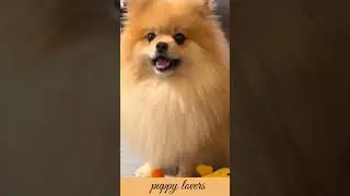 The rogue puppy is barking#viral #youtube #shorts