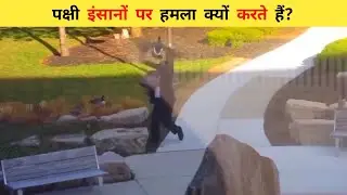 One Minute Documentry in Hindi || Birds Attack Human || Animal Hindi Documentry